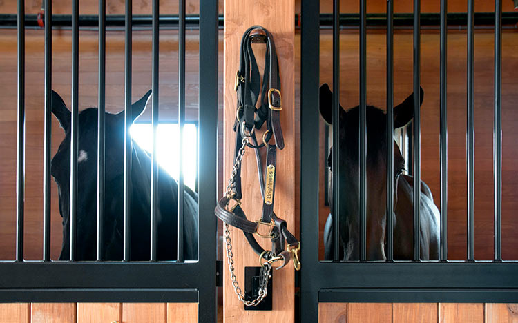 Horses in Custom Bridgehampton Stables